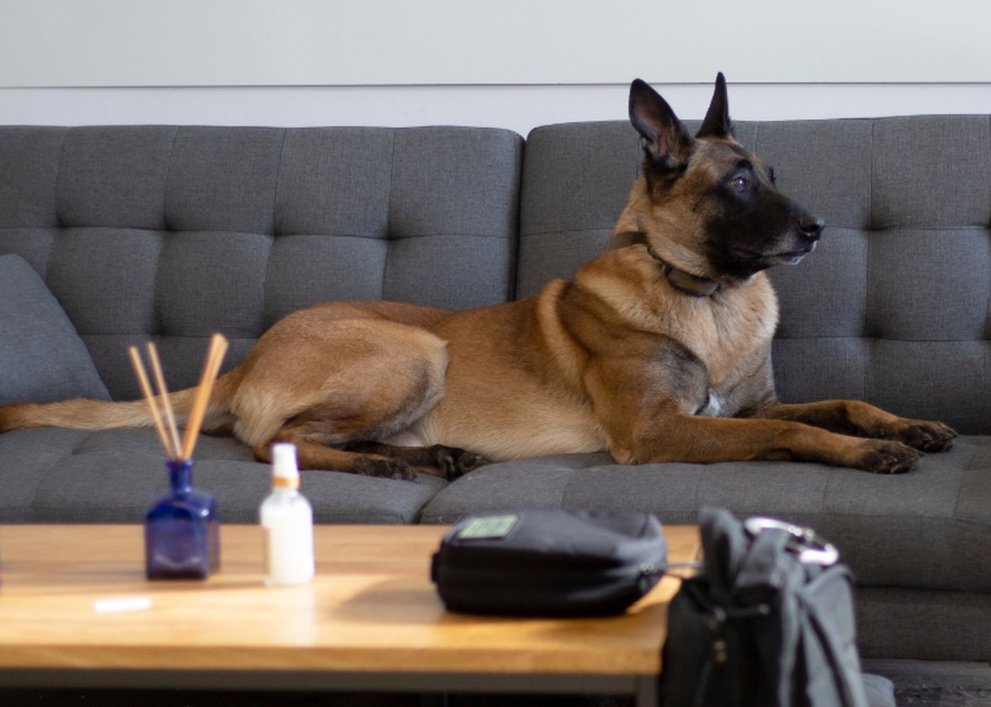 Living room sofa with a resident dog